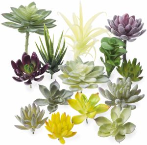 diy mini zen garden plant