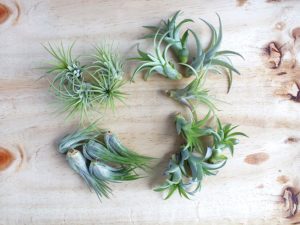 diy mini zen garden air plants