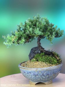 Mini Zen Garden  Bonsai Tree Zen Garden - Ideal for desk