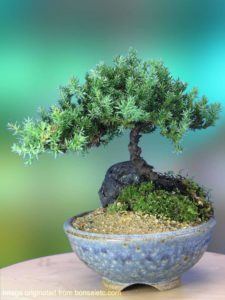 mini zen garden bonsai tree